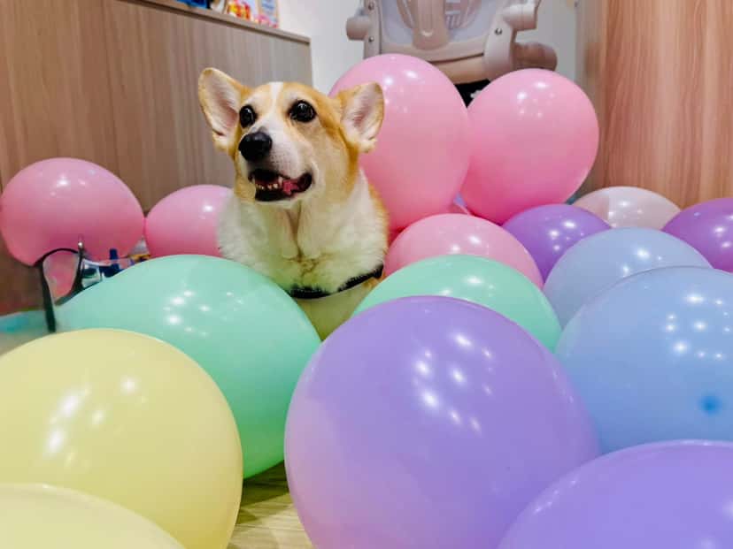 柯基店犬坐在一堆粉紅、紫、綠、黃色氣球中間張嘴微笑