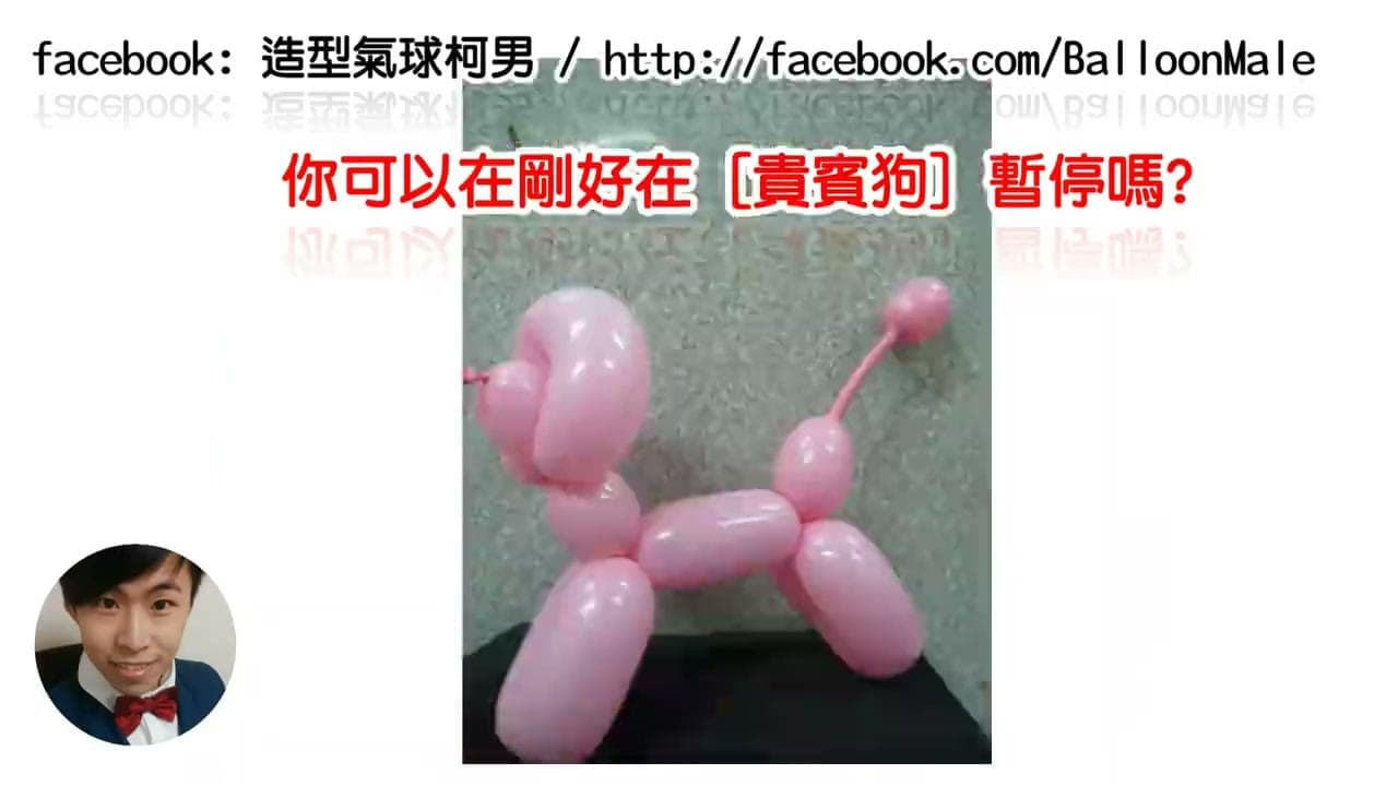 粉紅色長條氣球折成的經典貴賓狗