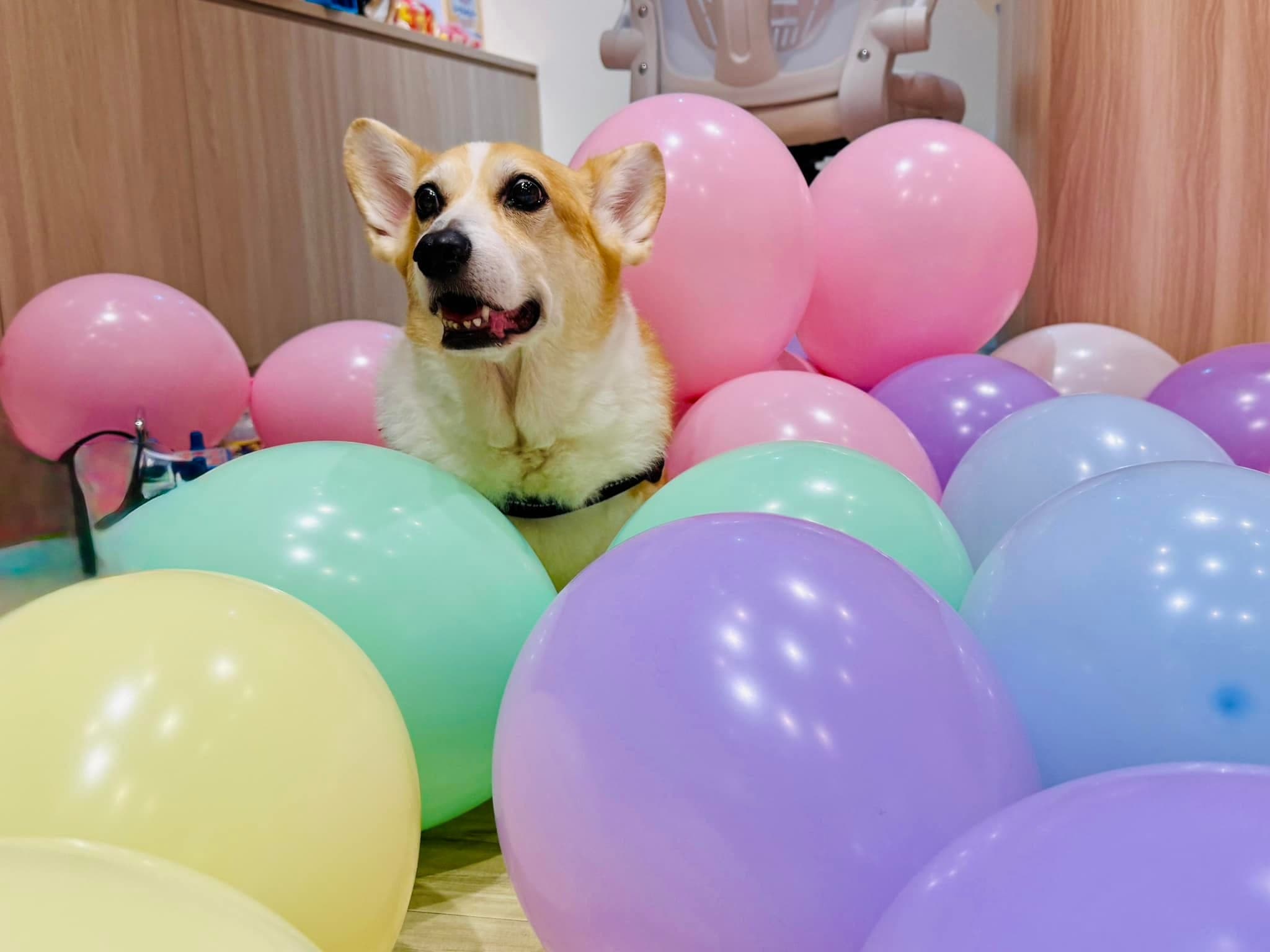 柯基店犬坐在一堆粉紅、紫、綠、黃色氣球中間張嘴微笑