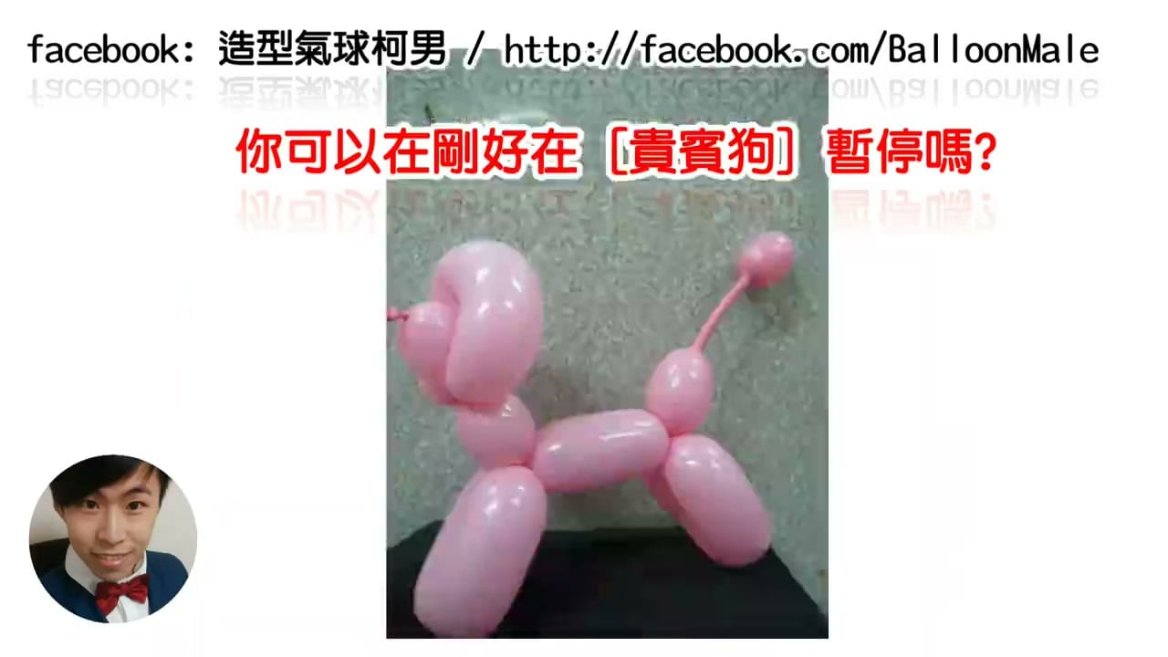 粉紅色長條氣球折成的經典貴賓狗