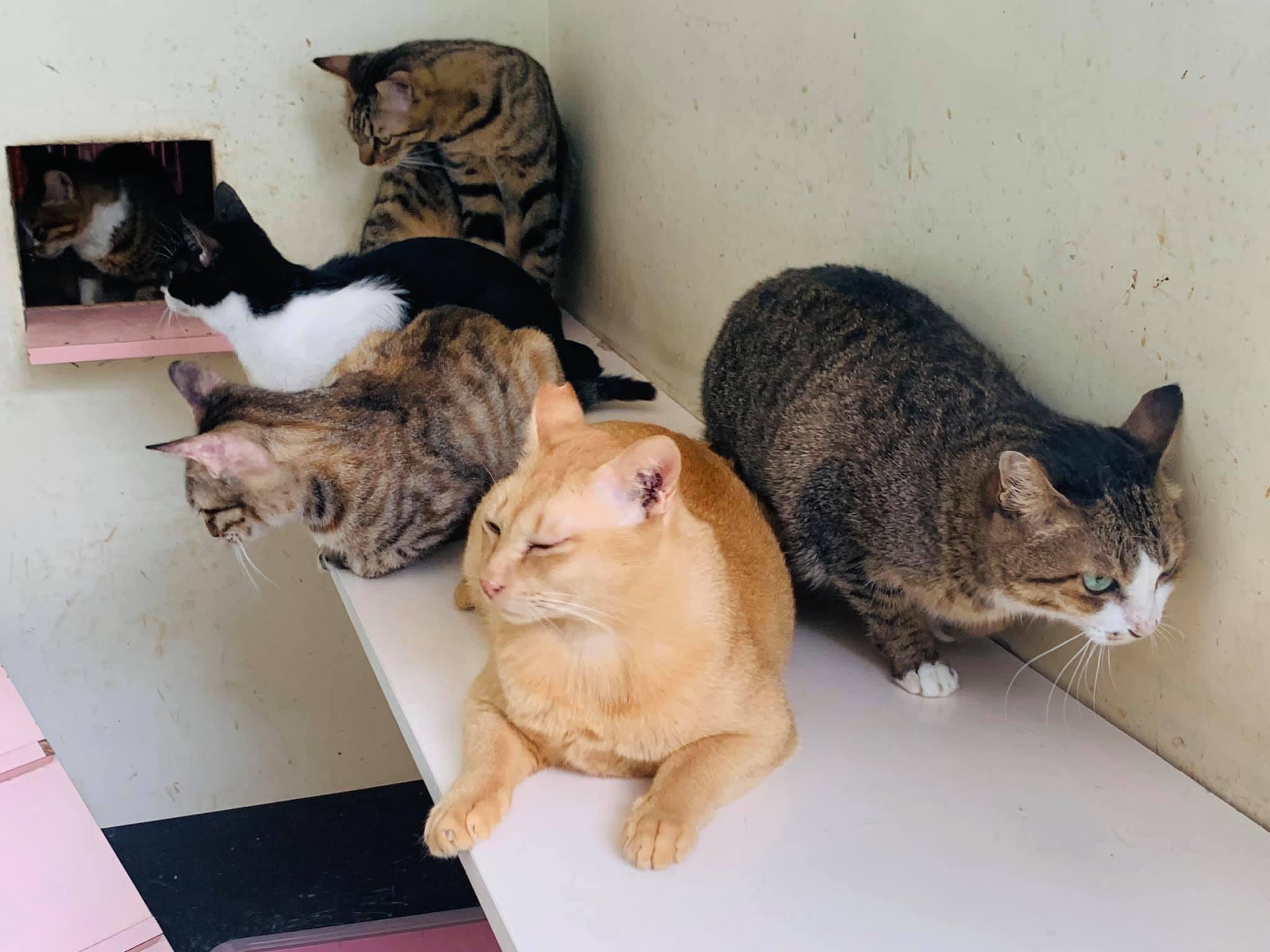 動物之家貓舍層板上休息的虎斑貓與橘貓
