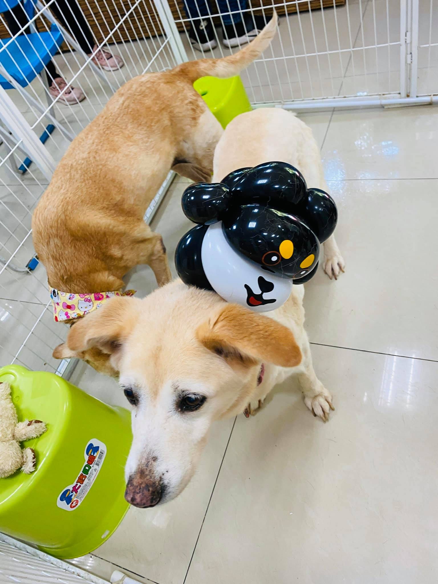淺黃色狗狗頭上頂著黑白黑狗造型氣球